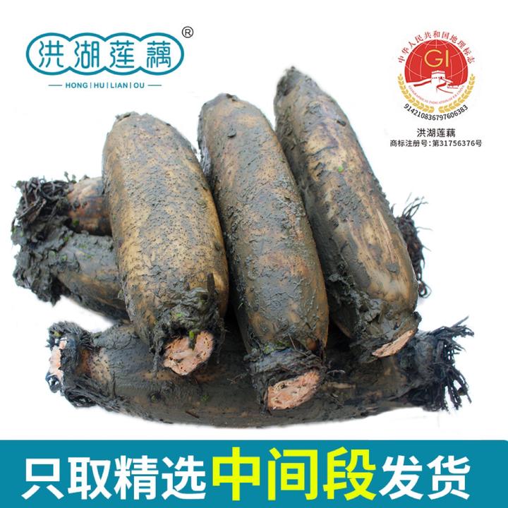 华贵洪湖正宗粉藕莲藕煲汤藕新鲜粉藕三斤/五斤带泥发货新鲜莲藕