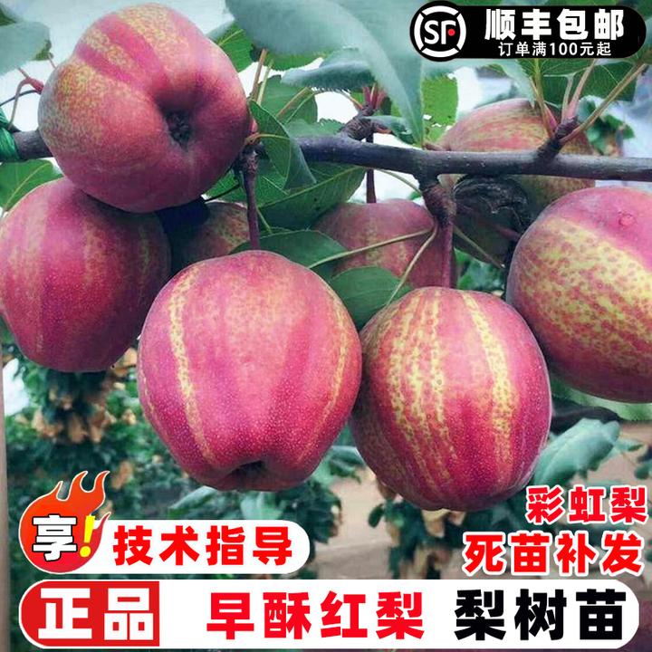 梨树果苗嫁接早酥红梨树苗早熟脆甜彩虹梨树庭院盆栽地栽红梨果树