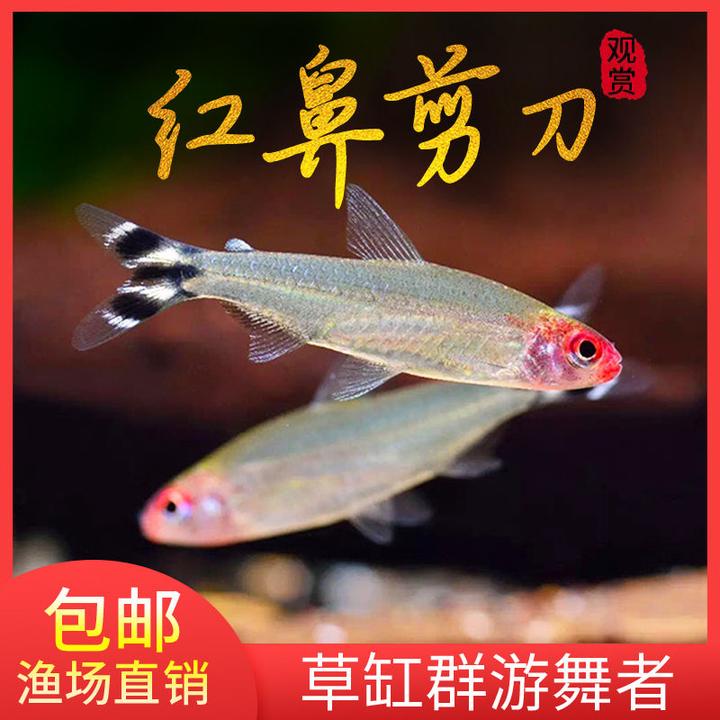 红鼻子灯鱼小型热带鱼观赏鱼水草缸淡水鱼好养耐活观赏鱼活体易活