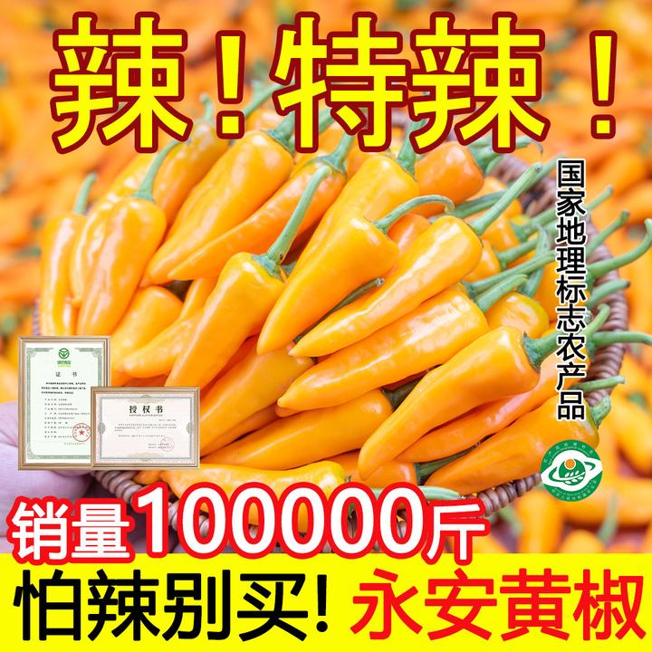【拍多更划算】新鲜正宗永安黄椒特辣福鼎肉片超辣黄椒绿色食品认证