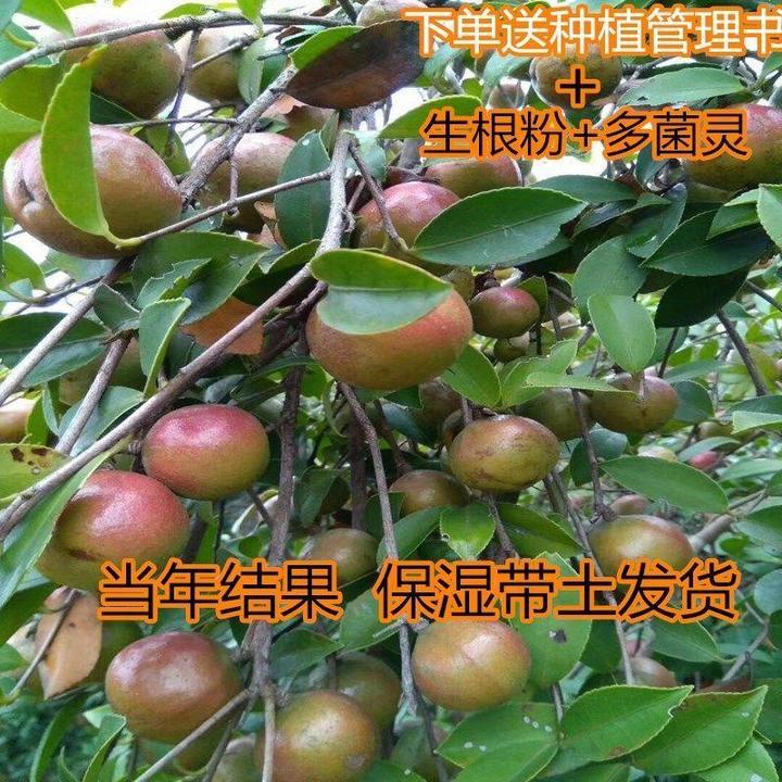 一件50棵包邮嫁接油茶苗茶籽苗茶子苗山茶树苗营养杯苗当年结果