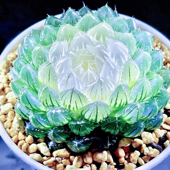 新款白莲花翠云锦十二卷宝莲灯多肉植物黄金玉露冰灯蓝镜宿舍桌面