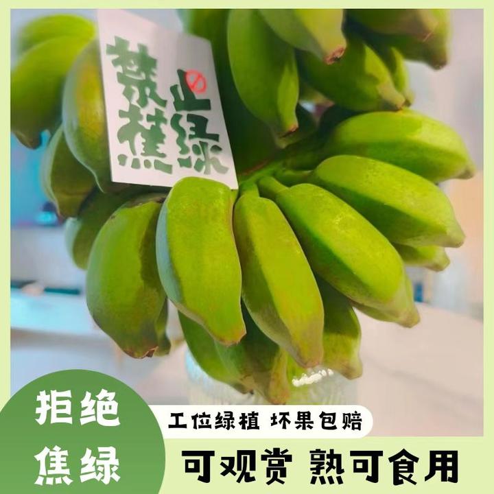 【禁止蕉绿】水培香蕉办公室拒绝自然果可食用苹果蕉