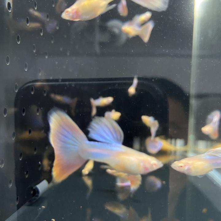 天使彩虹孔雀鱼精品孔雀鱼纯种自己精养可视频挑鱼