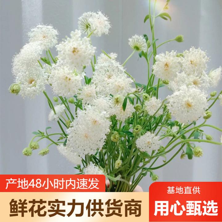 翠珠鲜花批发云南鲜花直批婚庆布置花店摆摊用花社区团购货源