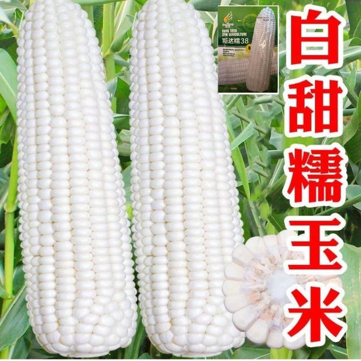 白甜糯玉米种子白糯甜玉米种子高产矮杆大棒四季播白玉米非转基因