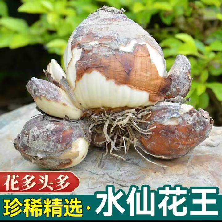 [花王]漳州水仙花种球水培大球室内好养年宵花盆栽