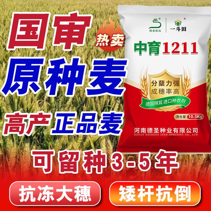 【花育25号】高产花生种大果皮薄早熟 抗旱含油量高 出米高10kg