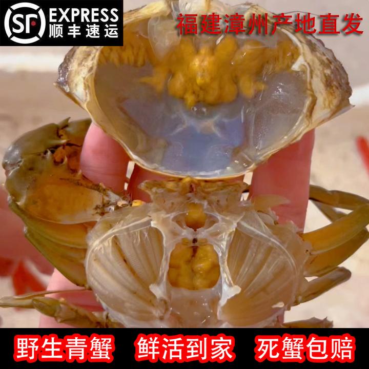 【活蟹】福建漳州本港青蟹公母混搭软黄膏肉蟹燕母处子蟹腌仔小娘蟹