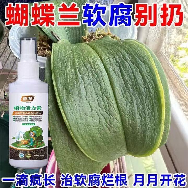 【急救】蝴蝶兰营养液治黄叶软软腐烂根助拔箭催开花专用肥料