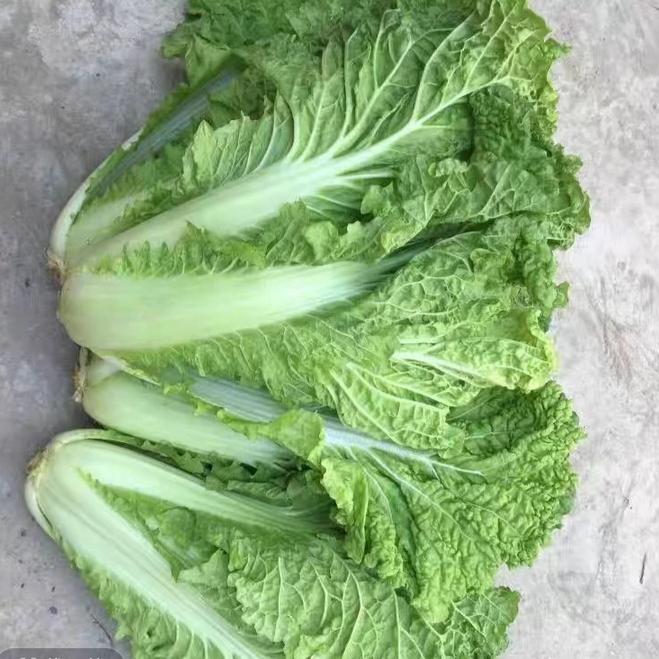 湖北本地新鲜霜冻随县岔片白菜心三斤邮