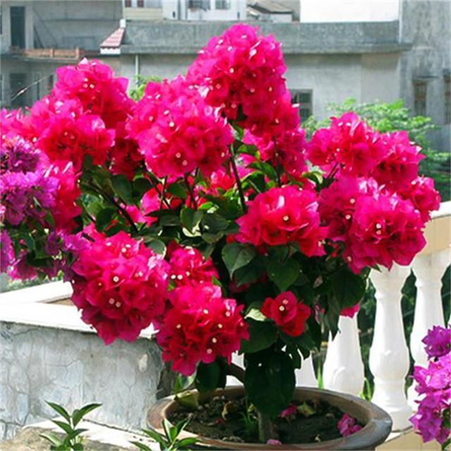 三角梅盆栽带花发货带盆重瓣红色大苗老桩四季巴西勤花爬藤花卉新