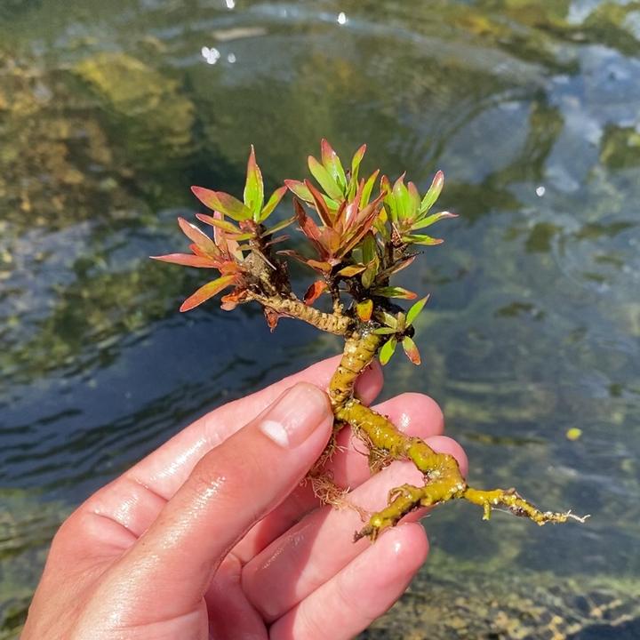 水杨梅 拇指桩掌上盆景 鱼缸造景小老桩水培土培植物