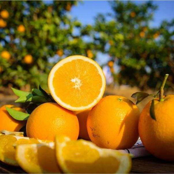 （新疆 青海 甘肃 宁夏专属）正宗赣南脐橙果园直发新鲜皮薄橙子