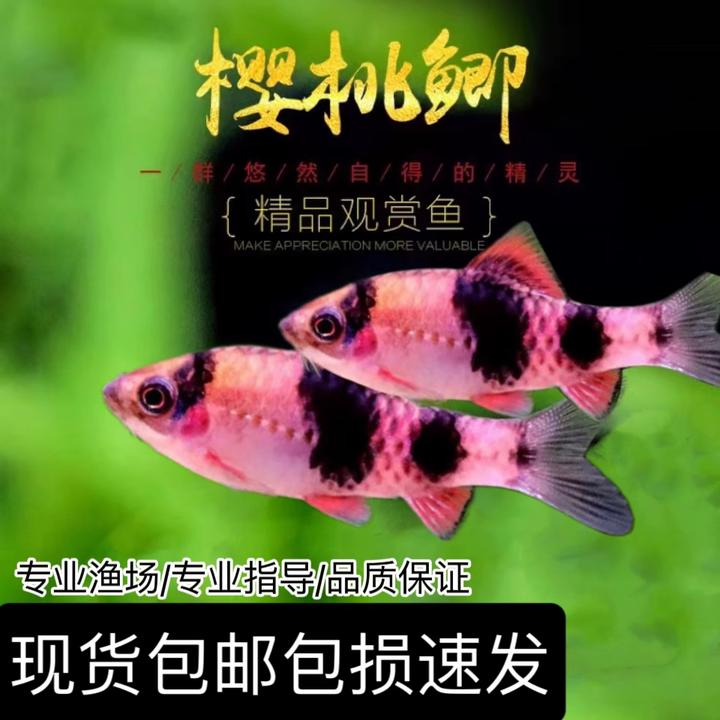 樱桃鲫小型冷水观赏鱼耐寒耐热群游活体适合混养水族包邮包损到家
