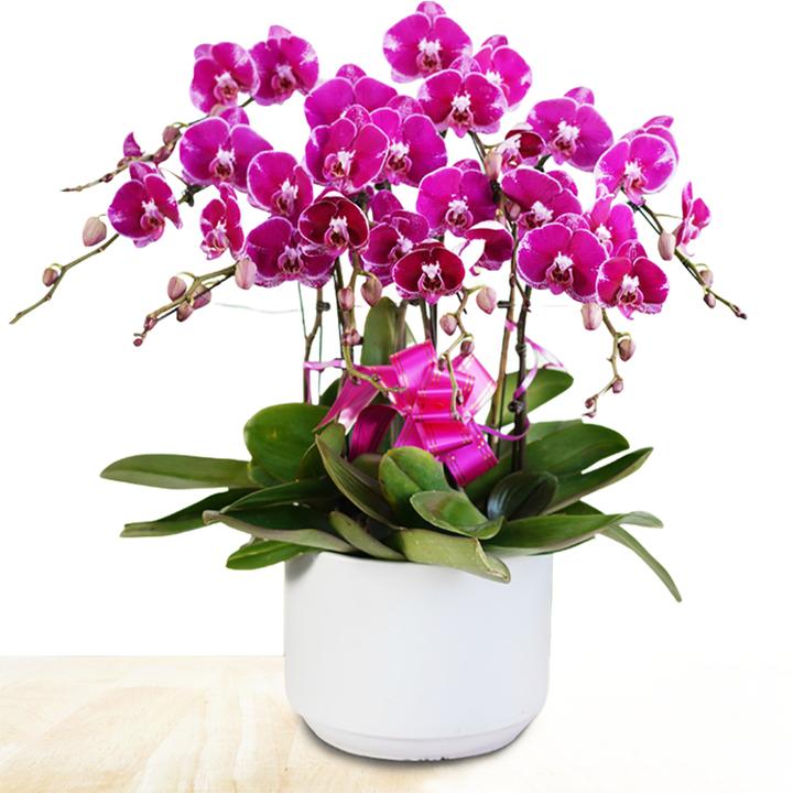 无锡实体花店蝴蝶兰盆栽真鲜花开业乔迁年宵花卉小时直达基地高档