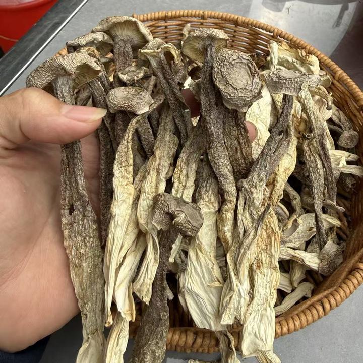 新货鹿茸菇头茬好货无硫无熏 家常凉拌炒肉煲汤 鲜香味足