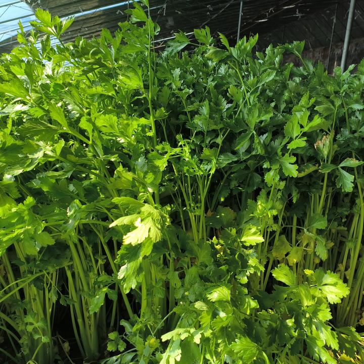 莱芜上台子自种芹菜带叶自产自销现挖现发带根发货甜脆香嫩无筋无