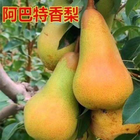 2年苗买一送一大果梨树苗嫁接特大早熟阿巴特香梨苗南北方盆地栽