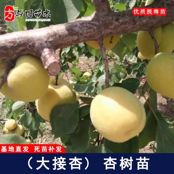 嫁接兰州大接杏树苗特大早熟甜杏子苗树庭院盆栽地栽果树当年结果