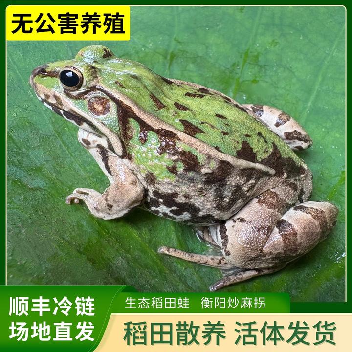 【鲜活大蛙】青蛙 衡阳鲜活麻拐 生态稻田蛙 非牛蛙 顺丰冷链