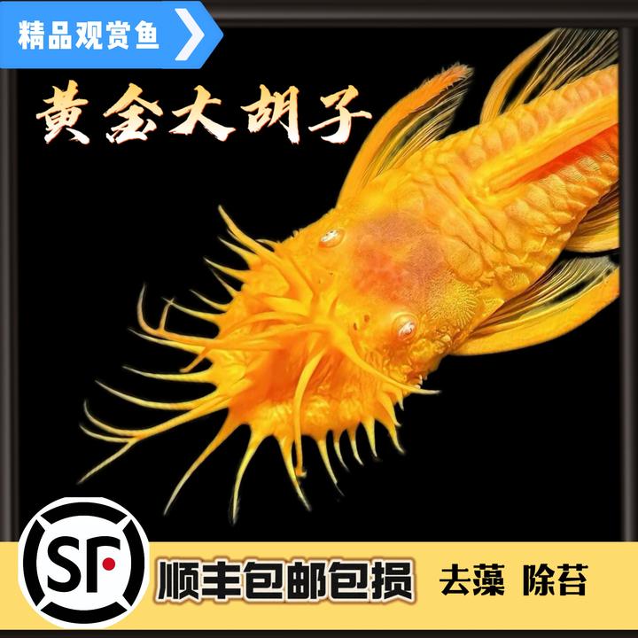 黄金胡子鱼清缸除藻工具鱼热带鱼顺丰包邮包损