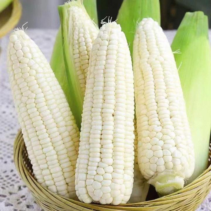 广西桂林自家种植甜糯玉米5斤8斤现摘现发