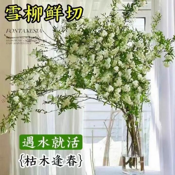 【遇水成活】雪柳盆栽水样开花水培雪花植物花卉遇水枯木室内蓬绿植