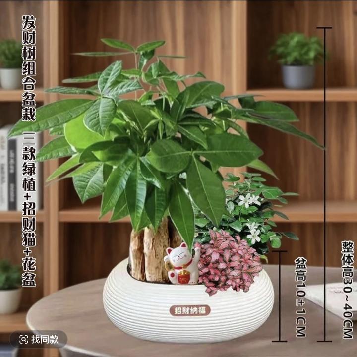 【发财树组合】三杆发财树九里香网纹草室内绿植花卉基地好养护绿植