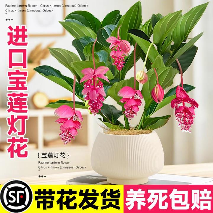 宝莲灯花盆栽带花苞四季开花高级进口花卉室内桌面绿植物客厅好养