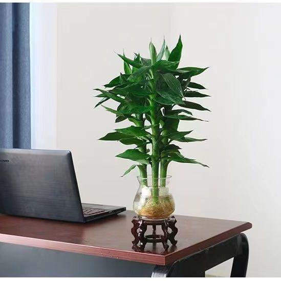 【厂家直销】高透明塑料水培郁金香富贵竹夜光麦芽糖花瓶