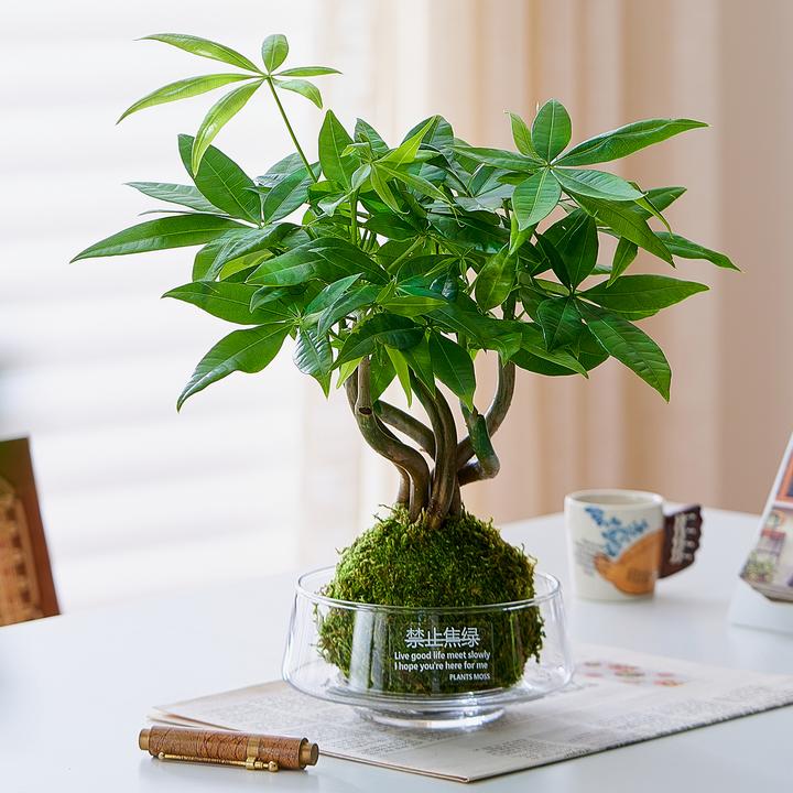 奇趣发财树苔藓球水培植物办公室内桌面好养耐活造型绿植招财花卉
