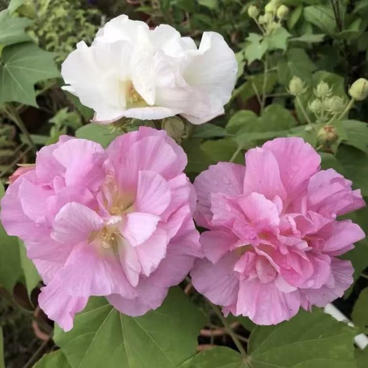 【重瓣木芙蓉种子】家庭阳台小院四季播种花海打造