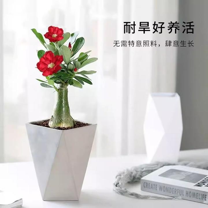 8沙漠玫瑰盆栽老桩重瓣花卉绿植喜阳耐晒耐热室内阳台花苗