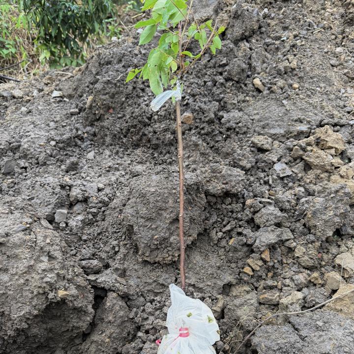 【东荔王】四季甜杨桃嫁接苗清甜多汁