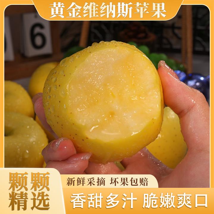 山东黄金维纳斯苹果新鲜采摘黄苹果脆甜爽口产地直发精选3斤起