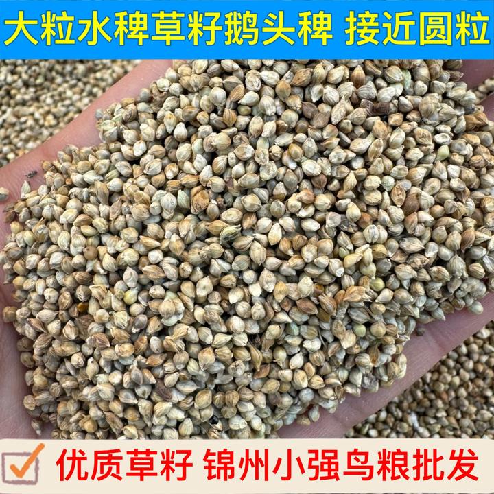 特大粒草籽鸟食鸟粮鹅头稗水稗草籽玉鸟丝雀文鸟珍珠虎皮牡丹玄凤