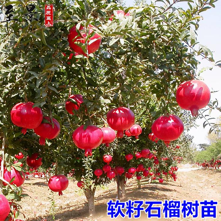 石榴树苗突尼斯软籽石榴苗红如意大甜庭院果树苗阳台盆栽结果耐寒