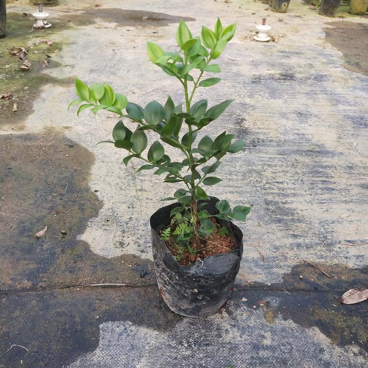 爱心圆叶竹柏苗 稀有品种 四季常青 好养易活 桌面款绿植