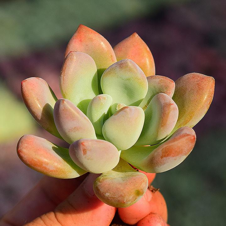 多肉植物奥普琳娜 优质发货 办公室盆栽基地发货室内