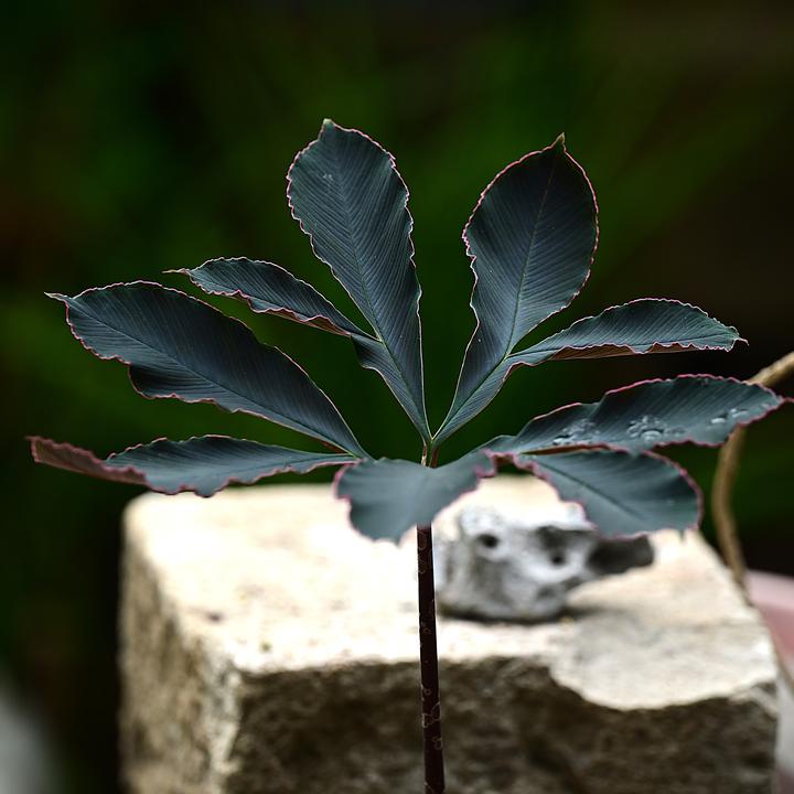 巫蛊百合 粉脉魔芋 多年生球根植物  室内客厅盆栽 暗黑色系植物