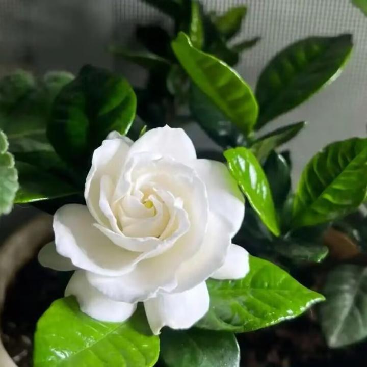 法莲栀子花 盆栽地栽 花园栽种