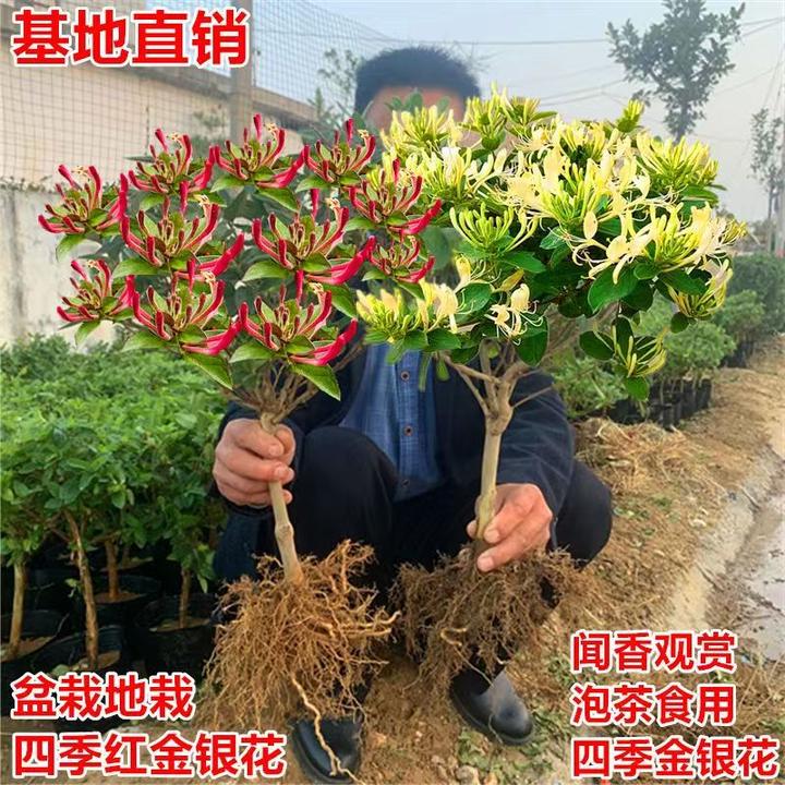金银花树苗四季金银花苗金银花爬藤老桩红色金银花茶
