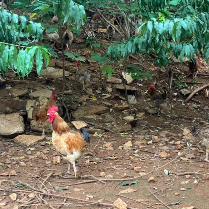 寿县八公山乡东山套散土鸡 一年半 纯粮食喂养