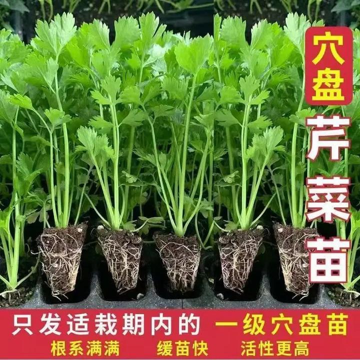 芹菜苗带土四季香芹皇后大肉西芹秋季盆栽阳台种植蔬菜苗秧苗批发