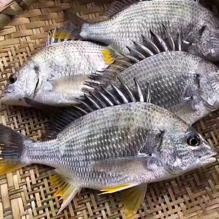 探味岛福建东山岛黄翅鱼新鲜海捕黄鲷鱼美味深海鱼鲜活速冻黄鳍鲷