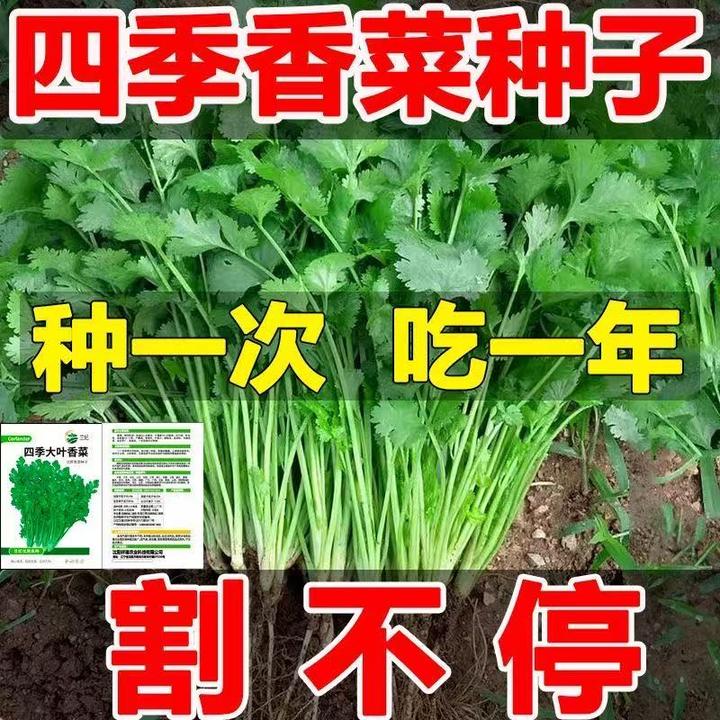 【大叶香菜种子】四季易种耐热耐抽苔阳台水果蔬菜种子农家香菜种