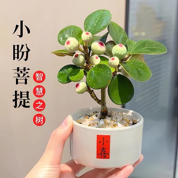 小盼菩提绿植盆栽带果菩提树陶瓷花盆中式禅意桌面好养摆件办公室