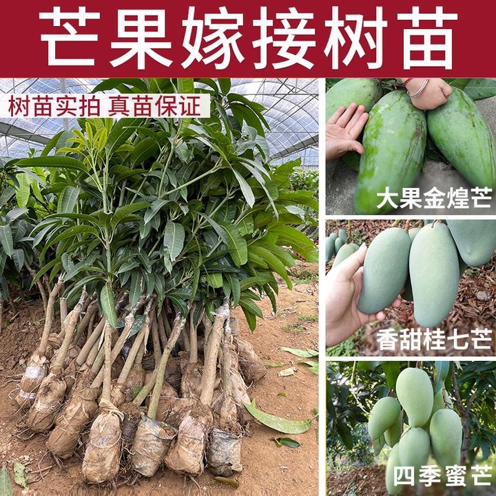 芒果苗树苗桂七芒金煌芒苗四季蜜芒嫁接苗品种正宗带叶泥盆栽庭院