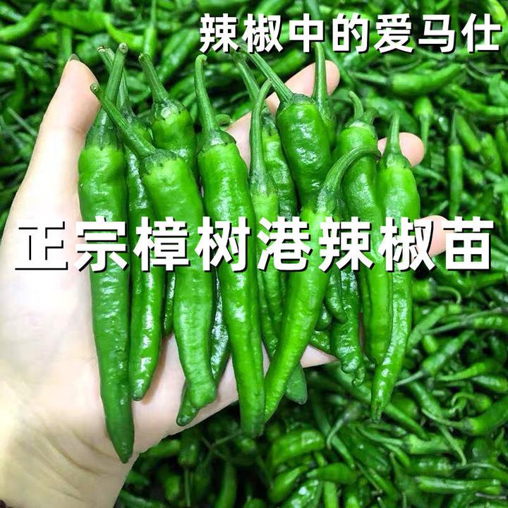 正宗樟树港辣椒苗秧苗特别辣的辣椒带土秧苗樟树港辣椒正宗种苗子